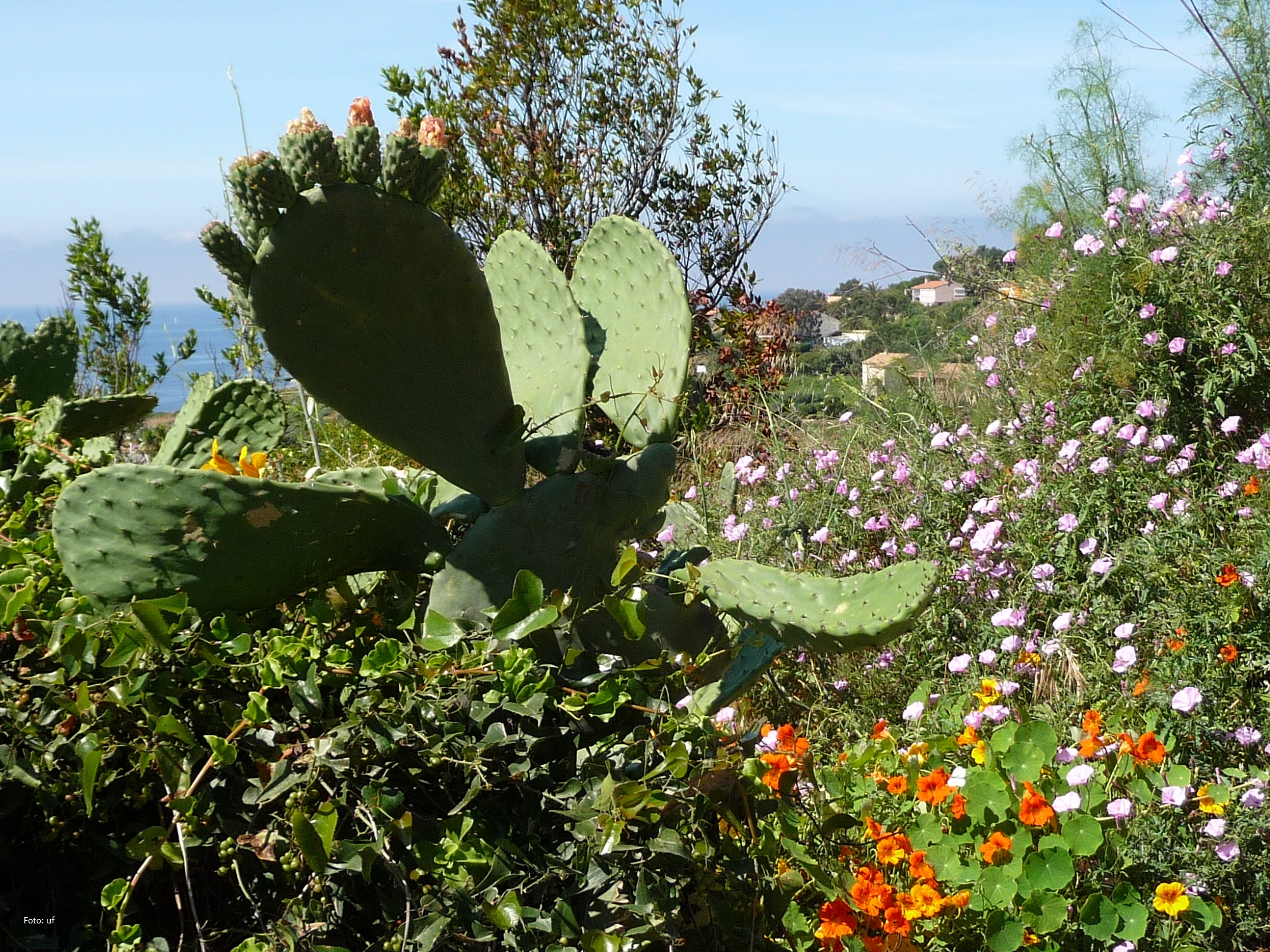 Vielseitige Flora auf Korsika