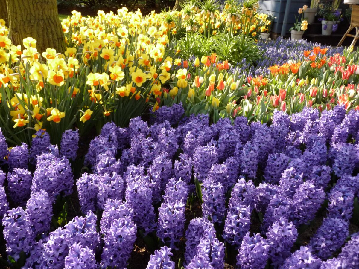 Blütenpracht im Keukenhof