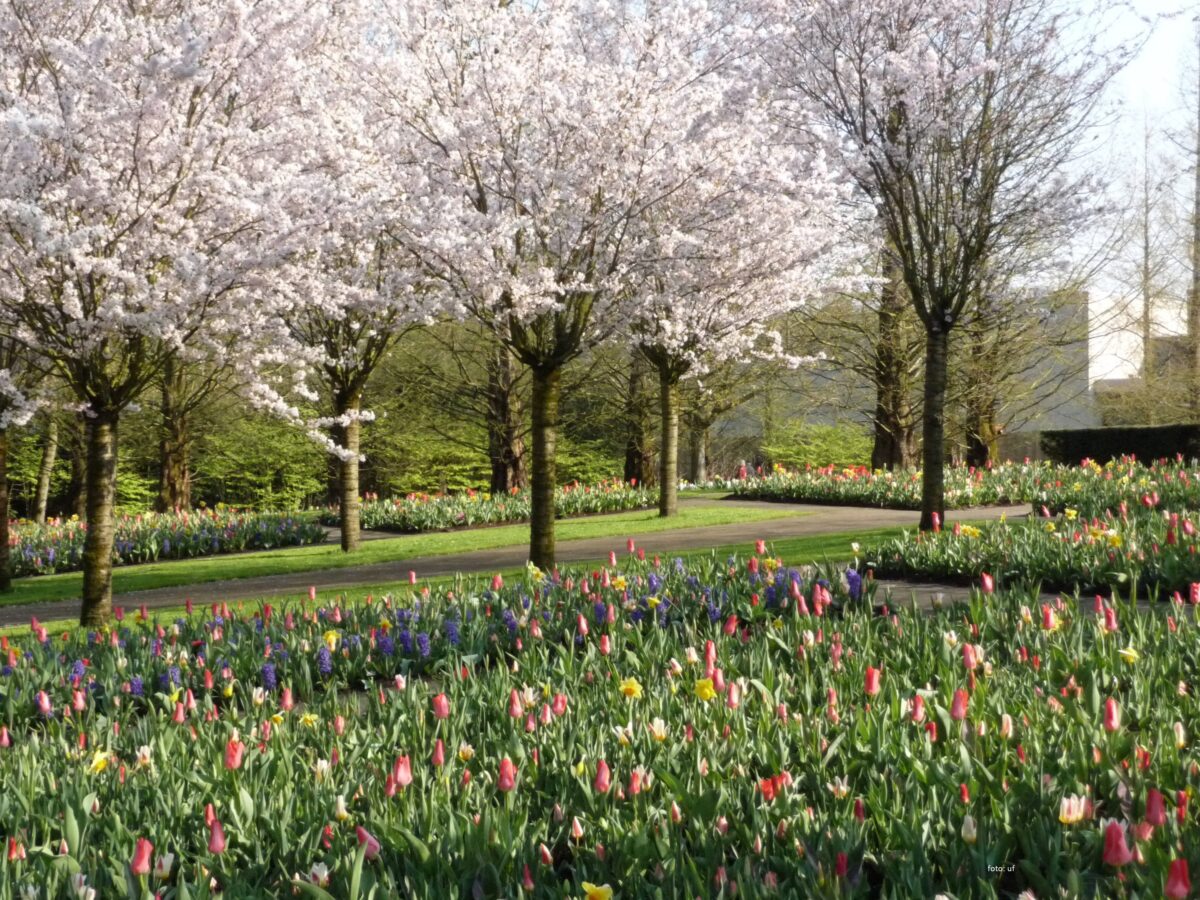 Mitte April im Keukenhof - Kirschblüte