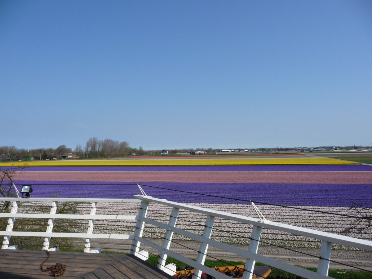 Blumenfelder Holland