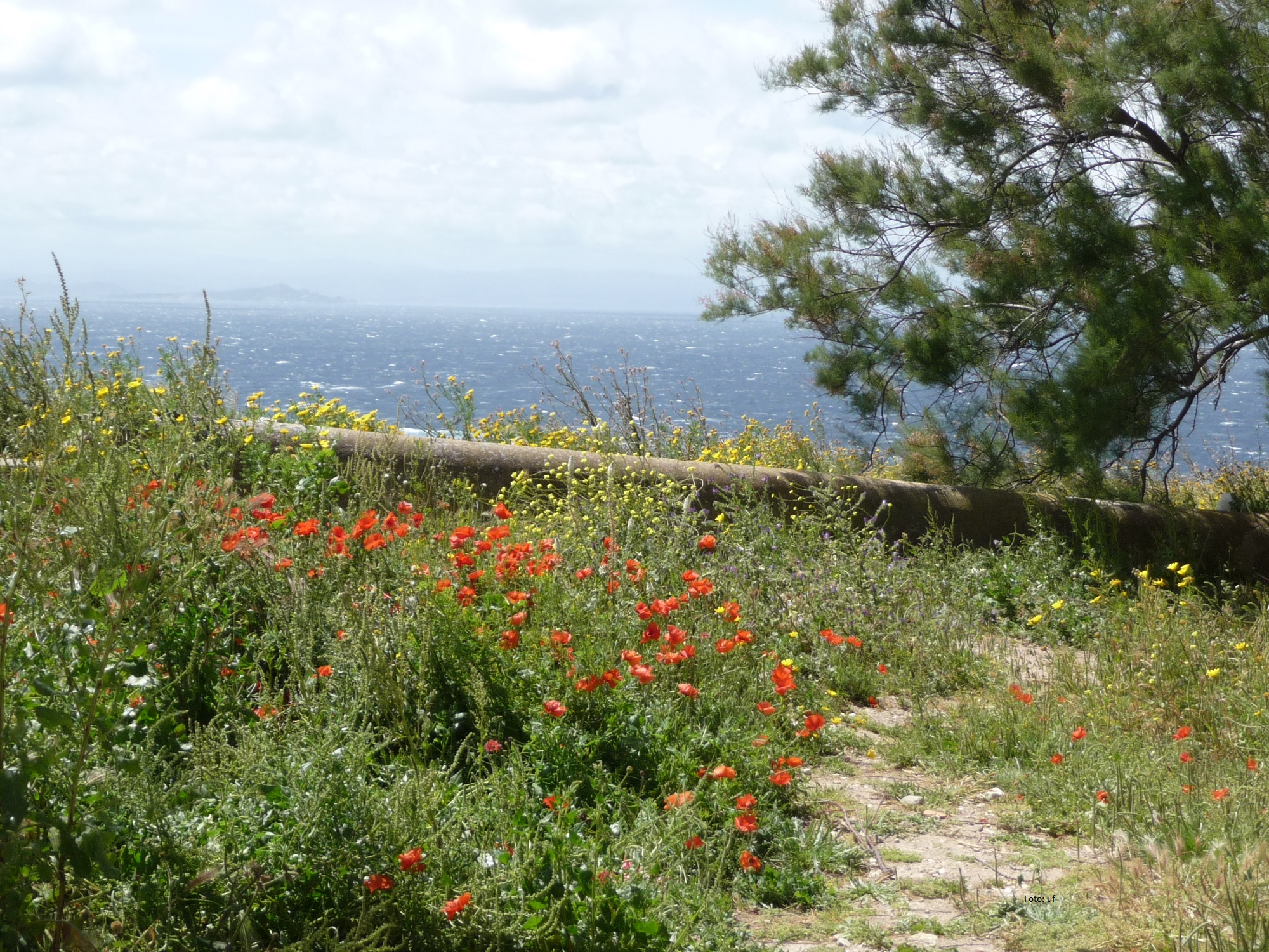 Blumenübersäte Küstenwege bei dem Plateau Le Bosco