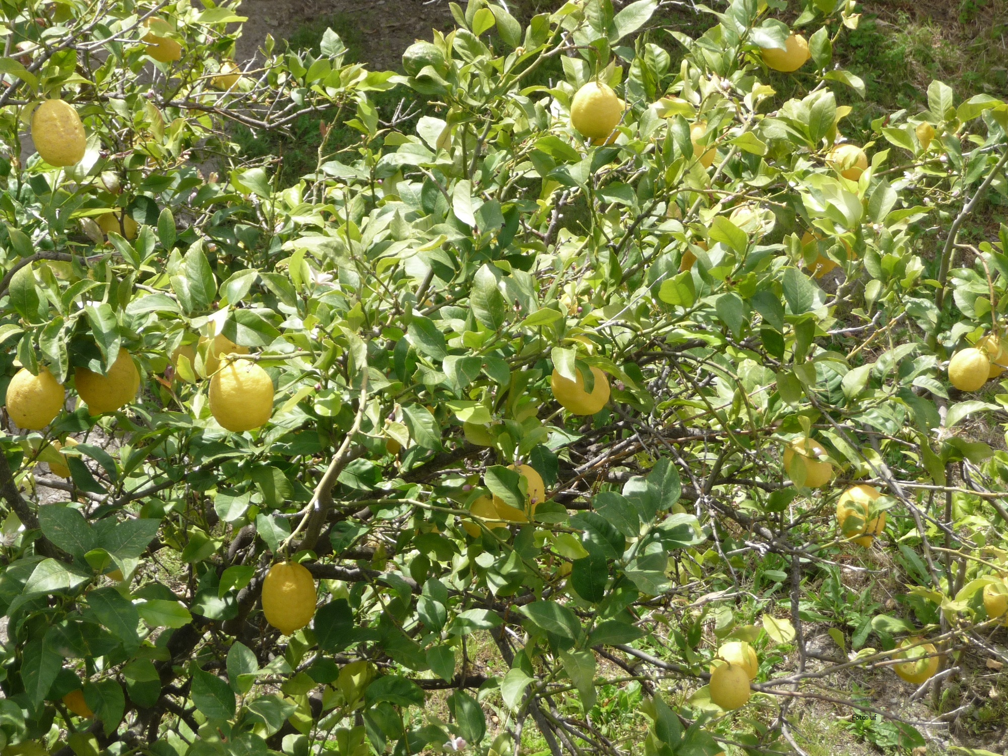 Zitronenbäume Cap Corse